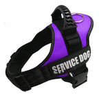 Dog Collar For Husky Shepherd